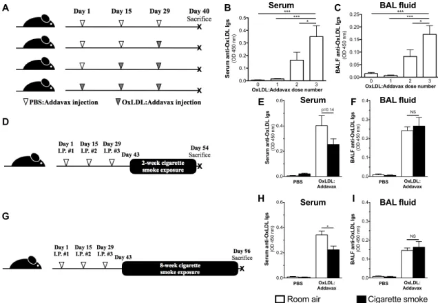 Figure 2.1. : Impact of OxLDL immunization on circulating and pulmonary levels of  anti-OxLDL antibodies and its interaction with cigarette smoke exposure.