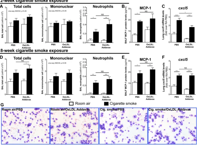 Figure 2.2. : OxLDL immunization does not exacerbate the pulmonary inflammatory  response to cigarette smoke exposure