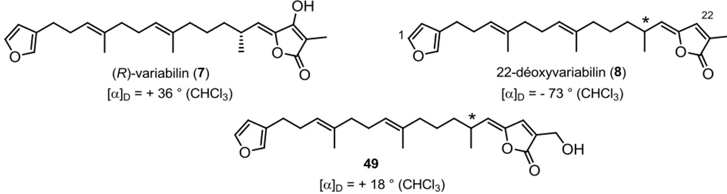 Figure 12 : Comparaison des pouvoirs rotatoires et de la stéréochimie absolue du sotolon et du maple furanone  Figure 11 : Composés isolés de l’éponge Fasciospongia 