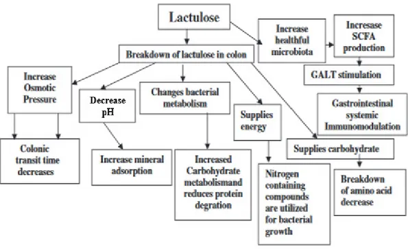 Figure  1.6:  Mechanism  of  action  of  lactulose  and  significance  of  the  bacterial  metabolism of lactulose (Panesar &amp; Kumari, 2011)