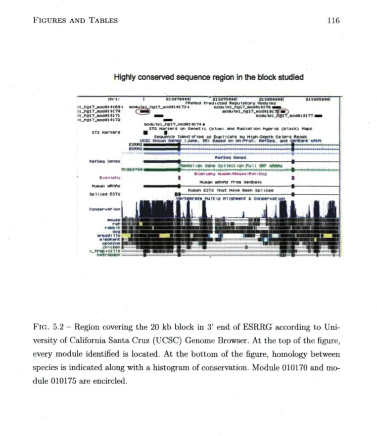 FIG. 5.2 ­ Region covering the 20 kb block in 3' end of ESRRG according to Uni­