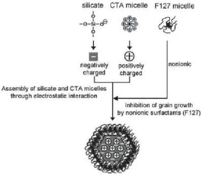 Figure 1.5. Schéma du mécanisme d’auto-assemblage de la mésostructure des MSNs en présence d’un  agent inhibiteur de croissance (Pluronic® F127)