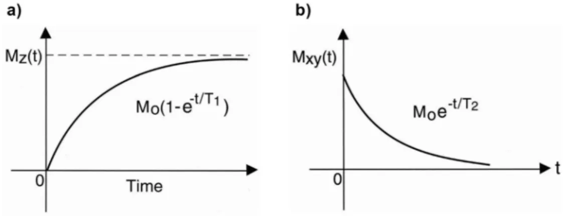 Figure 1.23. Courbes de relaxation longitudinale (T 1 ) et transverse (T 2 ), avec 