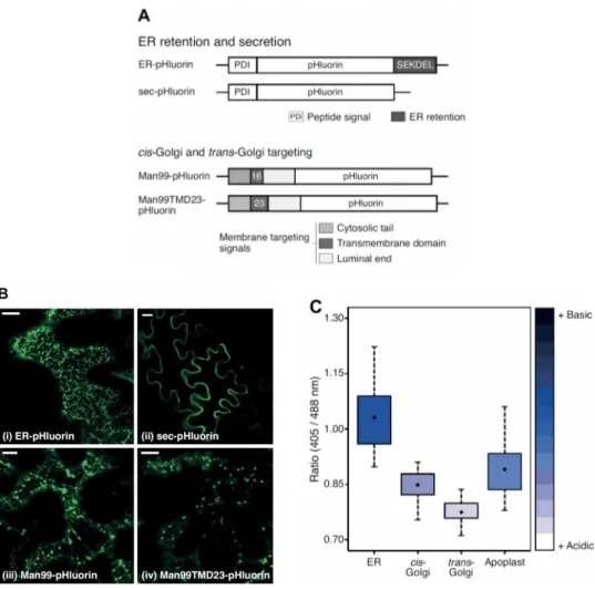 Figure   2.1   |   Measurement   of   plant   cell   secretory   pathway   pH   by  pHluorin  targeting   to different   subcellular   organelles