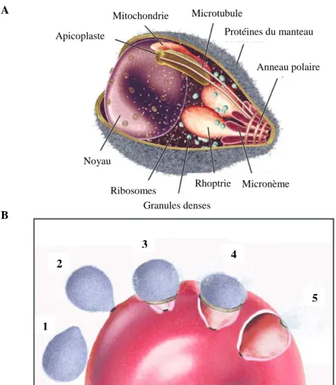 Figure 2. Invasion du globule rouge par Plasmodium falciparum. A) Anatomie du mérozoïte