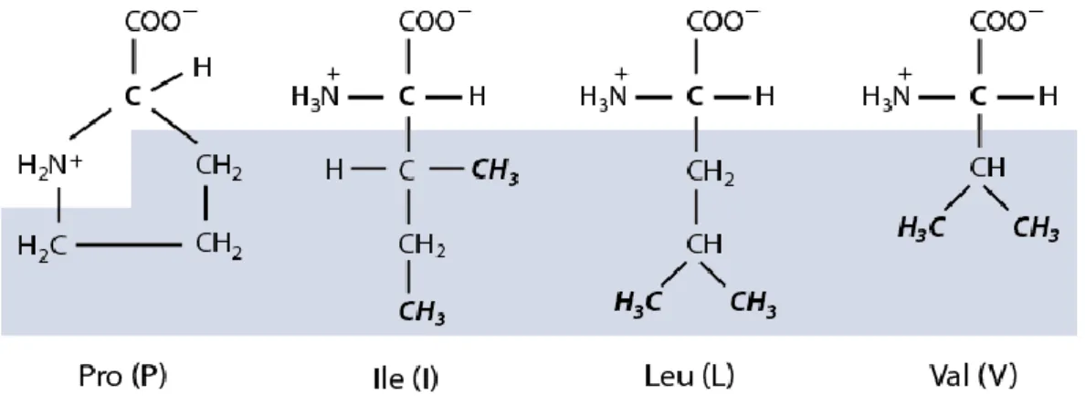 Figure  5.1.  Basic  structure  of  nonpolar  amino  acids  proline  (Pro),  isoleucine  (Ile),  leucine  (Leu)  and  valine (Val) found at positively selected site 2 of wild-type SlCYS8 and SlCYS8 single variants P2I, P2L  and P2V, respectively