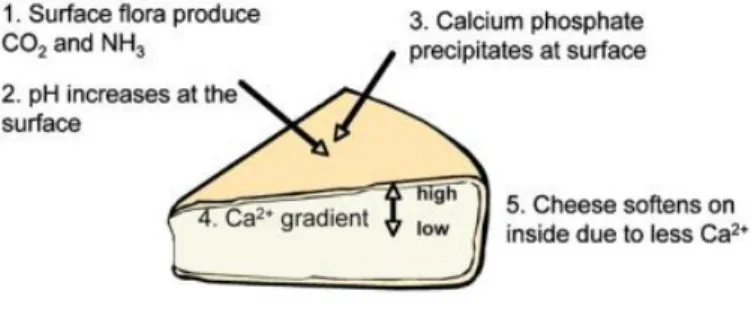 Figure 1-2: Cascade of physical and chemical reactions during ripening of Camembert cheese  Reproduced from Everett and Auty (2008) 