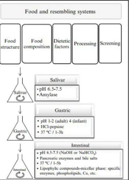 Figure 1-7: An overview of static digestion model 