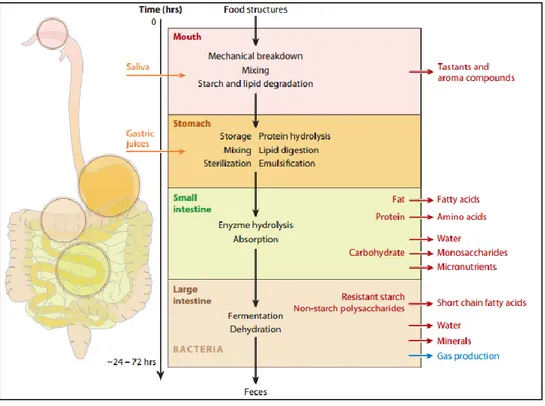 Figure 1-9: Scheme of the transit of food structures during digestion   