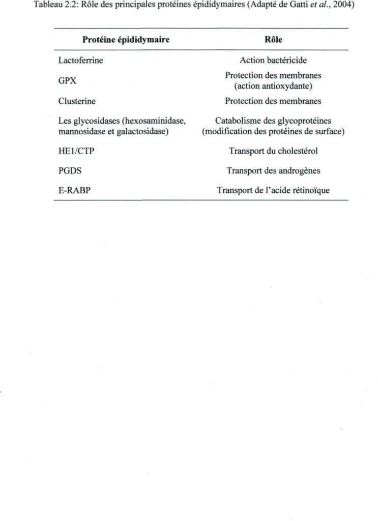 Tableau 2.2: Rôle des principales protéines épididymaires (Adapté de Gatti et al., 2004) 