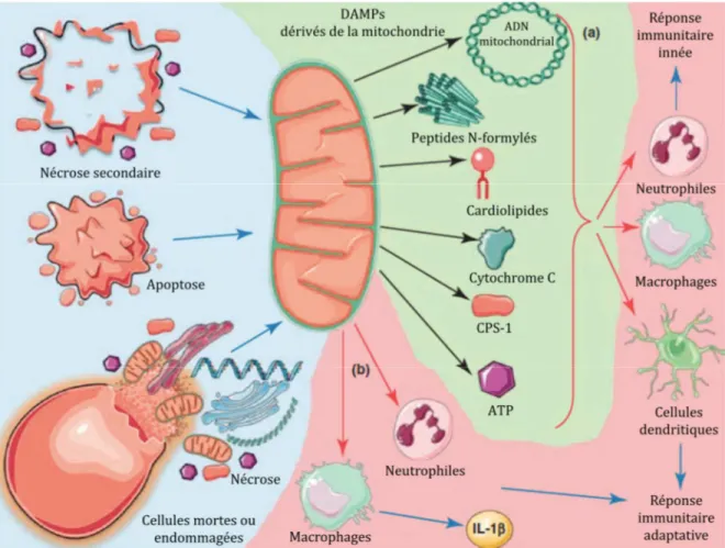 Figure  3  :  DAMPs  mitochondriaux.  Les  mitochondries,  organelles  intracellulaires  peuvent  être  extrudées  des  cellules  lors  de  différents  évènements  telles  que  les  processus  de  mort  cellulaire  (apoptose ou nécrose) ainsi que lors de l