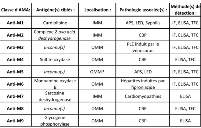 Tableau 1: Liste descriptive des anticorps anti-mitochondriaux 