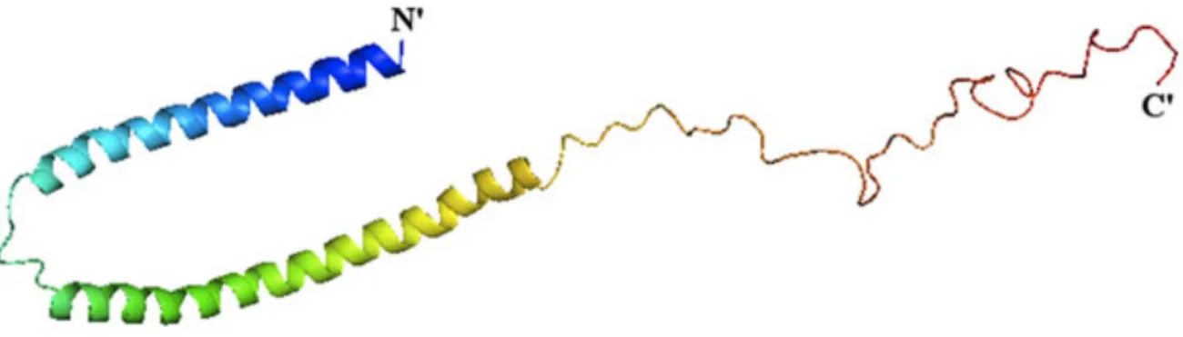 Figure 1.1 : Structure de la protéine alpha-synucléine sous sa forme native. Tiré de  (Ritchie and P