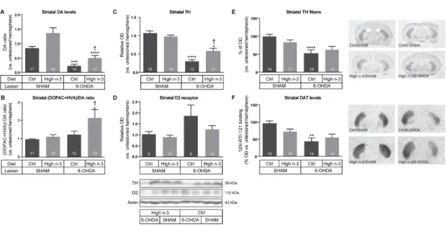Fig.  2.3.  Dietary  n-3  PUFA  effects  on  striatal  DAergic  components. Enriched  dietary intake in n-3 PUFAs increased striatal dopamine (DA) concentrations (A) as  well  as  DA  metabolites  (DOPAC+HVA)  and  DA  ratio  (DOPAC+HVA/DA)  (B),  as  meas
