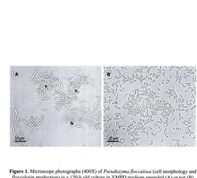 Figure 1. Microscope photographs (400X) ofPseudozyma flocculosa (cell morphology and  flocculosin production) in a 120-h old culture in YMPD medium amended (A) or not (B)  with sucrose after 72 h