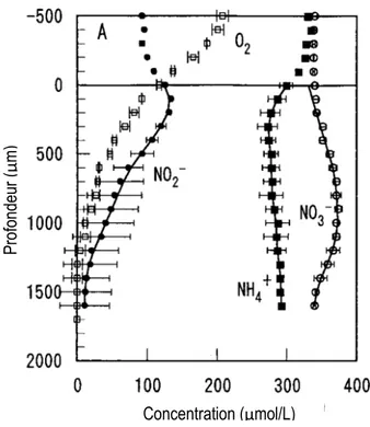 Figure 1 Profil de concentrations dans la phase liquide et dans le biofilm (adapté de Okabe et al