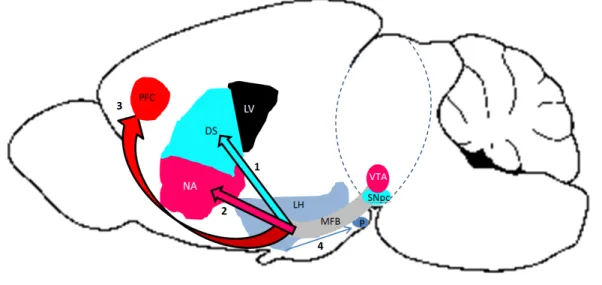 Figure 1 Schematic Representation of the Four Pathways Constituting the Dopaminergic System in the Adult  Mouse Brain
