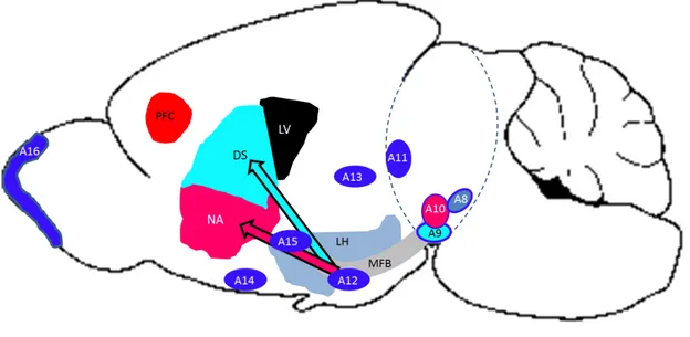 Figure 2 Dopamine-Containing Neuronal Cell Groups Localization through the Mouse Brain