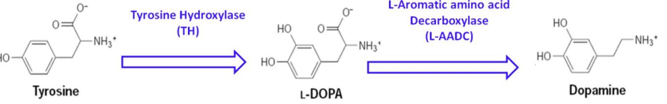 Figure 3 Mechanism for Dopamine Synthesis.  