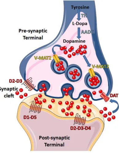 Figure 4 Mechanism of Dopamine Release to the Synaptic Cleft.  