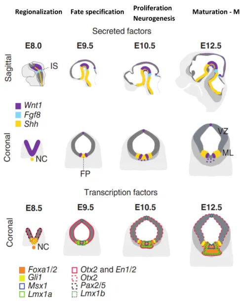 Figure 6 Early Development of mDA Neurons: Secreted and Transcription Factors.  