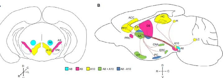 Figure 9 Schematic Representation of mDA Neurons and their Axonal Projections throughout the Adult Mouse  Brain