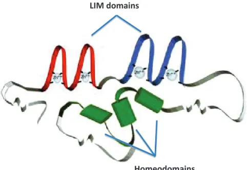Figure 10 Hypothetical Configuration of LMX Proteins.  