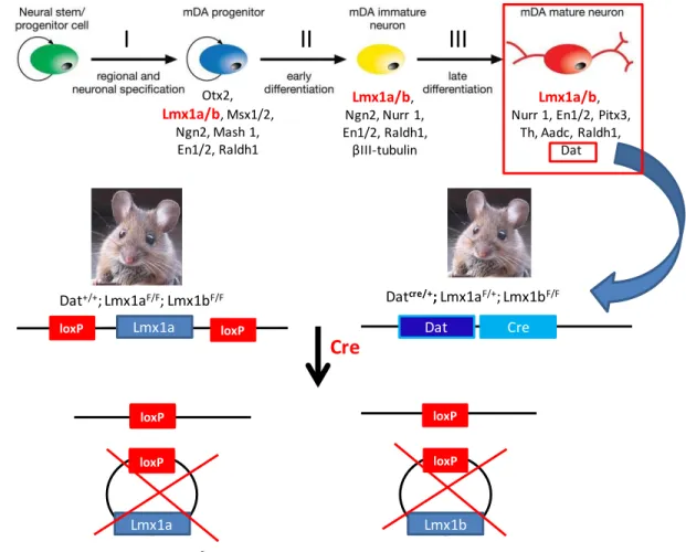 Figure 11 Schematic Representation of the Mouse Model Used for the Study of the Role of Lmx1a/b in Mature  mDA Neurons