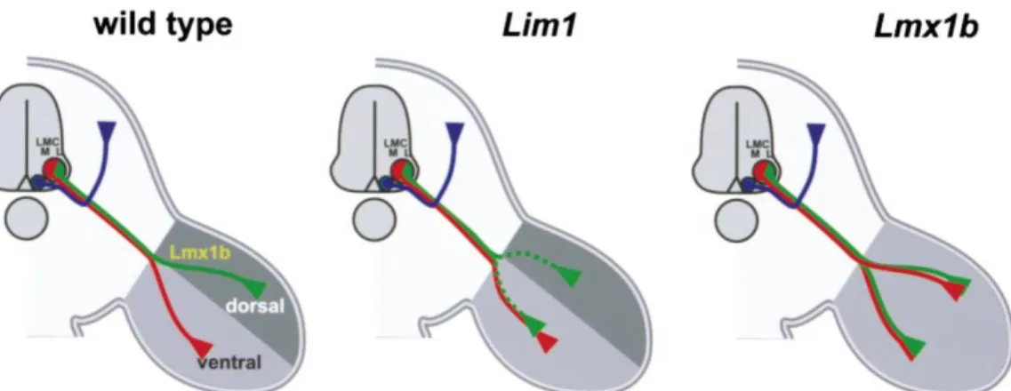 Figure 12 Co-operation of LIM-Homeodomain Proteins for Motor Axon Trajectory Regulation