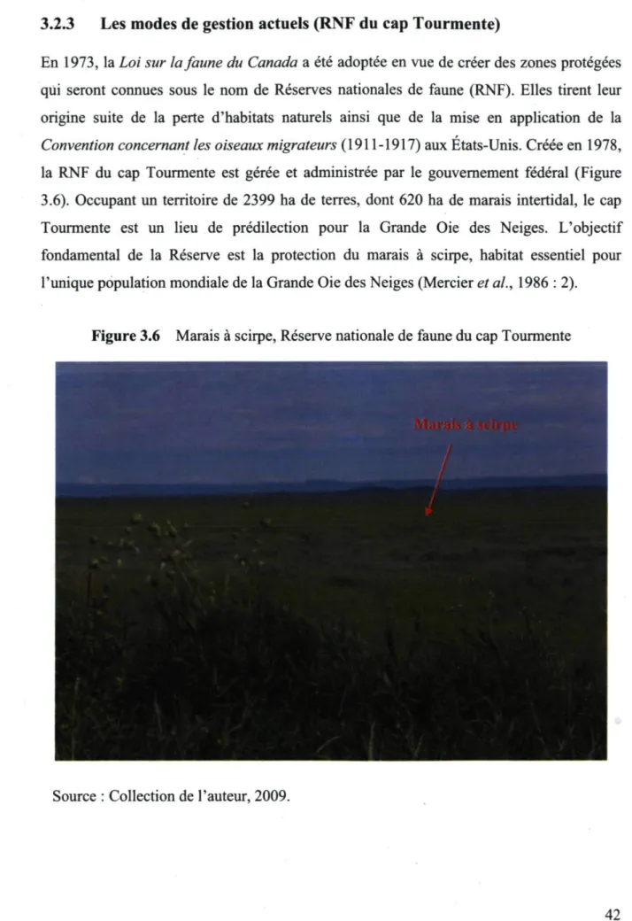 Figure 3.6 Marais à scirpe, Réserve nationale de faune du cap Tourmente 