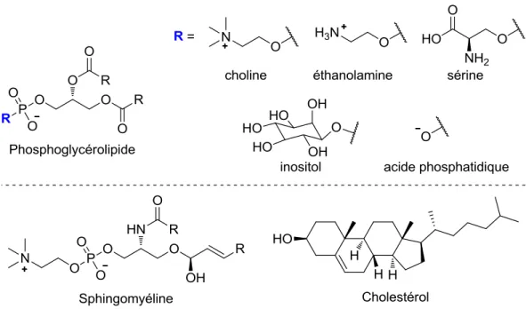 Figure  1.2.  Structure  des  composantes  lipidiques  majoritaires  des  membranes  cellulaires  eucaryotes