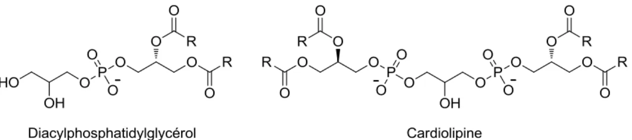 Figure  1.3.  Structure  des  composantes  lipidiques  anioniques  majoritaires  des  membranes  cellulaires procaryotes