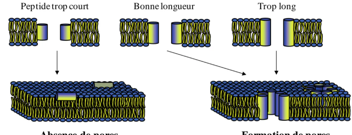 Figure  1.13.  Illustration  du  concept  de  décalage  hydrophobe.  Figure  adaptée  de  la  référence 152