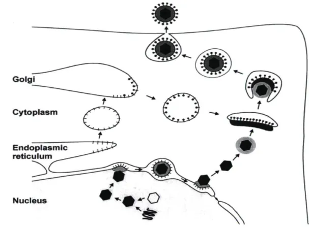 Figure 2: Mécanisme de sortie proposé pour le virus Epstein-Barr. 