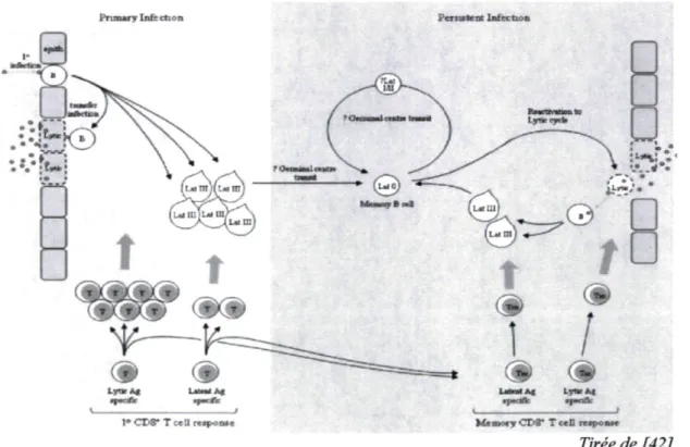 Figure 3: Schéma de l'interaction EBV-cellule lors de la primo-infection et de la latence