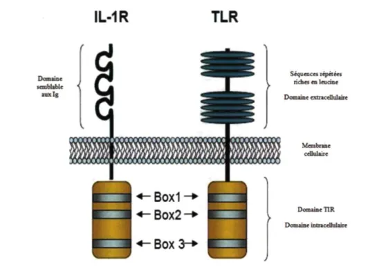 Figure  4: Représentation schématique des TLRs et d' IL-1R 