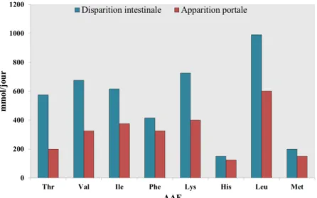 Figure 1.5. Disparition intestinale et apparition portale des AAE chez la vache laitière.