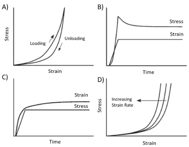 Figure 0.3: Viscoelastic features of soft tissues. (A) Hysteresis is seen with different stress- stress-strain curve during loading and unloading of the tissue