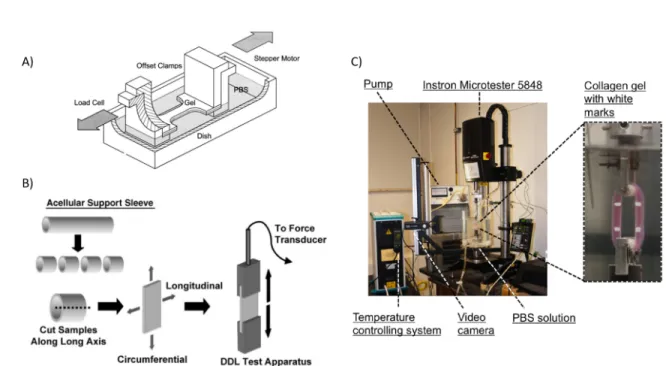 Figure 0.4: Uniaxial tesile test performed on soft tissues. (A) Uniaxial tensile test can be performed on dog-shaped samples (adapted from [31])