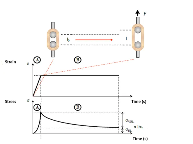 Figure 0.8: Schematic of a stress relaxation test performed on ring shaped sample. At step (A), the sample is strained and this strain in maintained constant in (B), where stress decreases with time