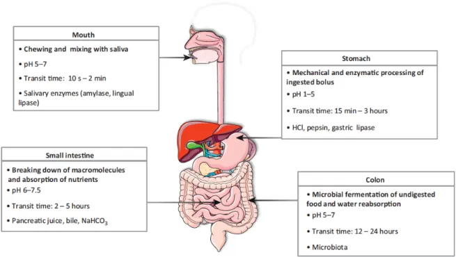 Figure 1. Gastrointestinal tract parts with the main processes and physiological characteristics for  each major segment