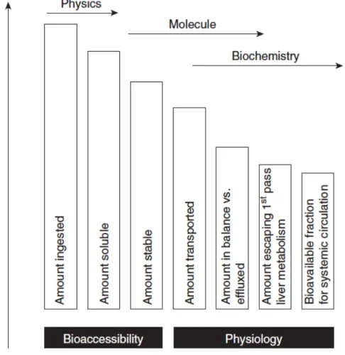 Figure 2. Ordering of factors in bioaccessibility and bioavailability. Reproduced from Duchateau et  al