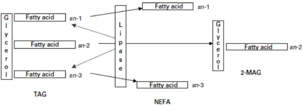 Figure 4. Lipolysis of triacyglycerol (TAG) by digestive lipases, producing non-esterified fatty acids  (NEFA) and sn-2 monoacylglycerols (2-MAG)