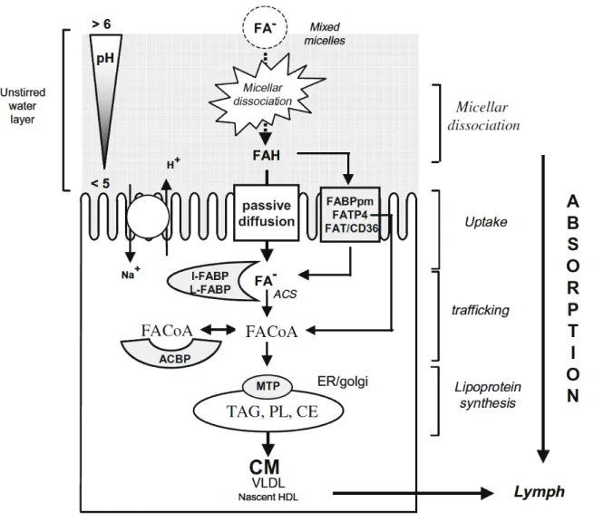 Figure 6. Main processes involved in intestinal absorption of long-chain fatty acids (LCFA)