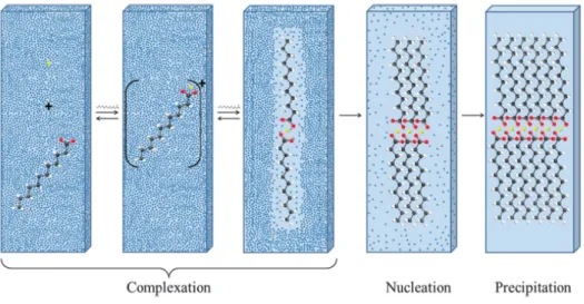 Figure  7.  Schematic  representation  of  complexation  between  calcium  and  saturated  fatty  acids  (lauric acid depicted) in aqueous media