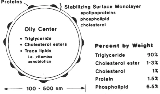 Figure 9. Schematic structure and composition of chylomicrons, the main lipoproteins secreted by  the enterocytes into the lymphatic system (Klein et al., 2006)
