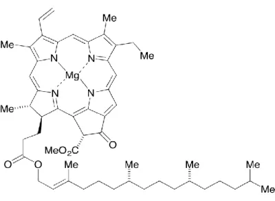 Figure 1-3: Structure de la chlorophylle 