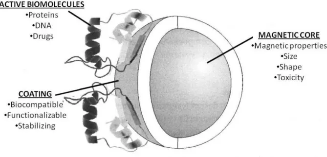 Figure 1 – Schema of a generic magnetic nanoparticle for biomedical applications [4] 