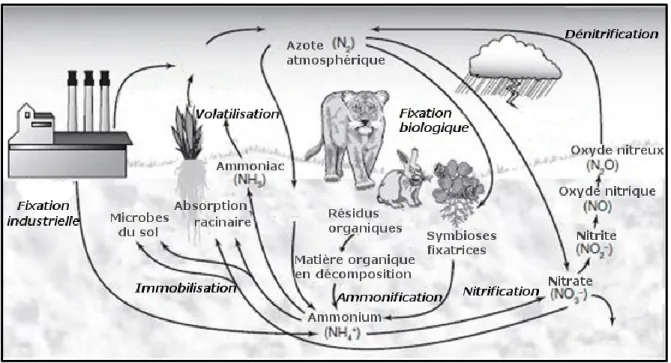 Fig. 1 Le cycle de l’azote simplifié (adapté de Bloom 2010). 