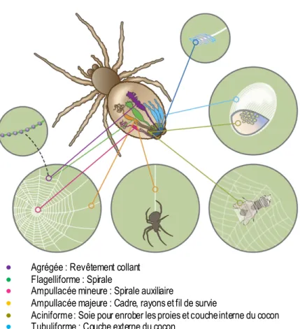 Figure  1.1  Fillières  de  l'araignée,  types  de  soie  et  leurs  applications  (figure  adaptée  de  Rising  et  coll